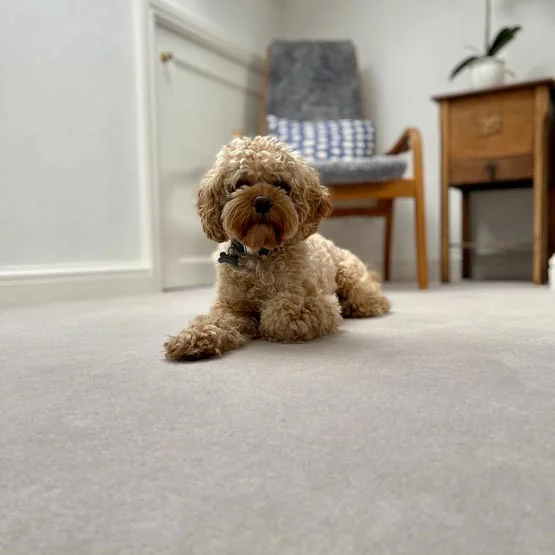 A small dog relaxing on a pale carpet in a light living room